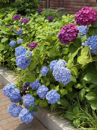 紫陽花の季節