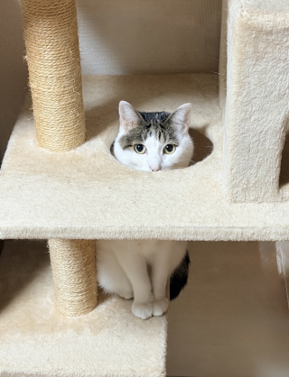 こたつデビュー